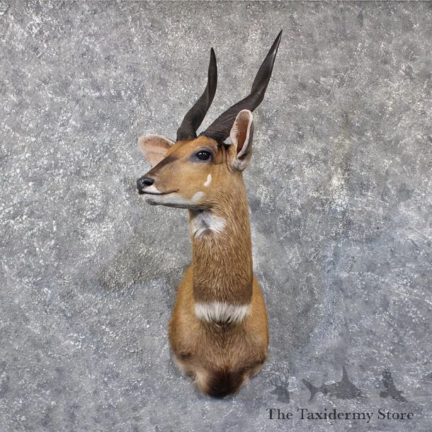 African Bushbuck Shoulder #11851 For Sale @ The Taxidermy Store