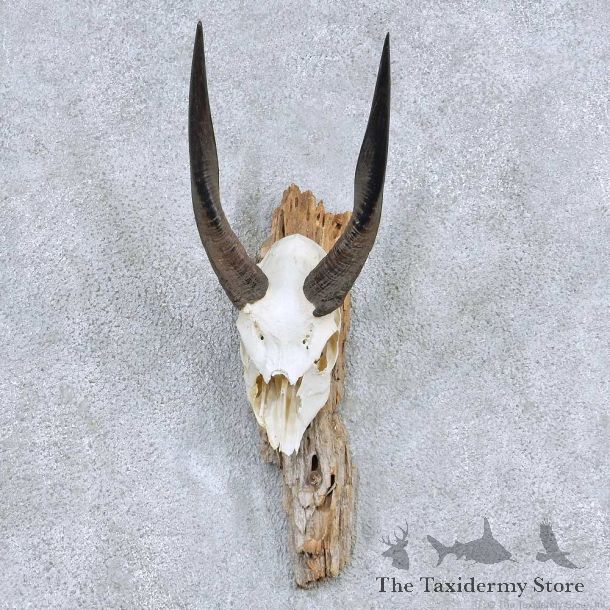 Bushbuck Skull & Horn Mount For Sale #13895 For Sale @ The Taxidermy Store
