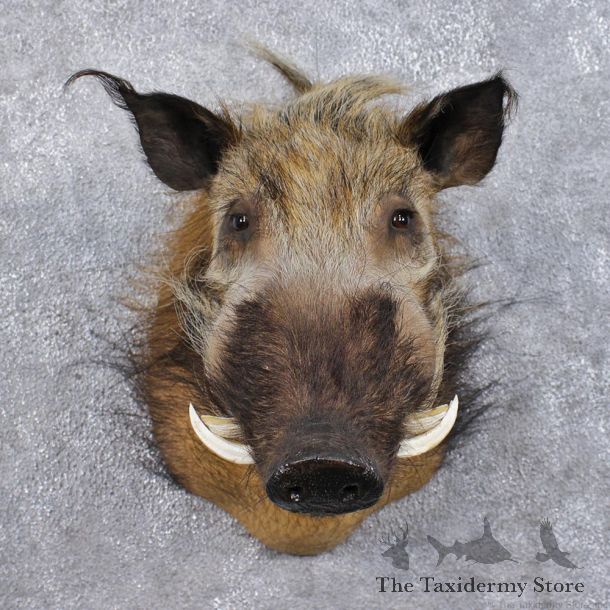 African Bushpig Shoulder Taxidermy Head Mount #12485 For Sale @ The Taxidermy Store