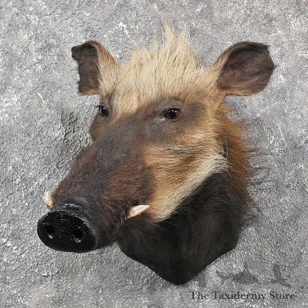 For Sale - African Bushpig Shoulder Mount #11564 - The Taxidermy Store