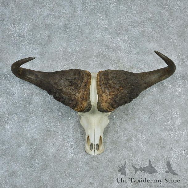 African Cape Buffalo Skull & Horn European Mount #12727 For Sale @ The Taxidermy Store
