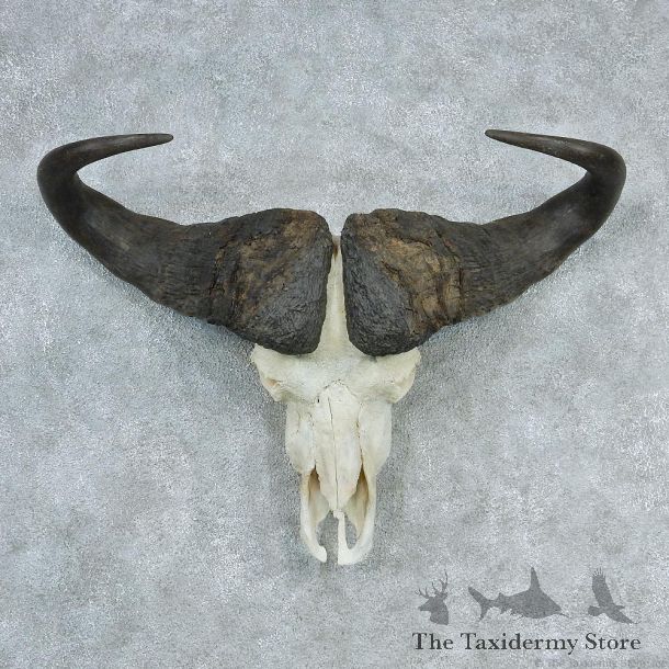 African Cape Buffalo Skull & Horn European Mount #12729 For Sale @ The Taxidermy Store