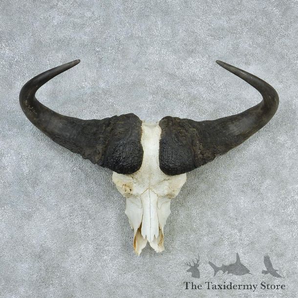 African Cape Buffalo Skull & Horn European Mount #12736 For Sale @ The Taxidermy Store