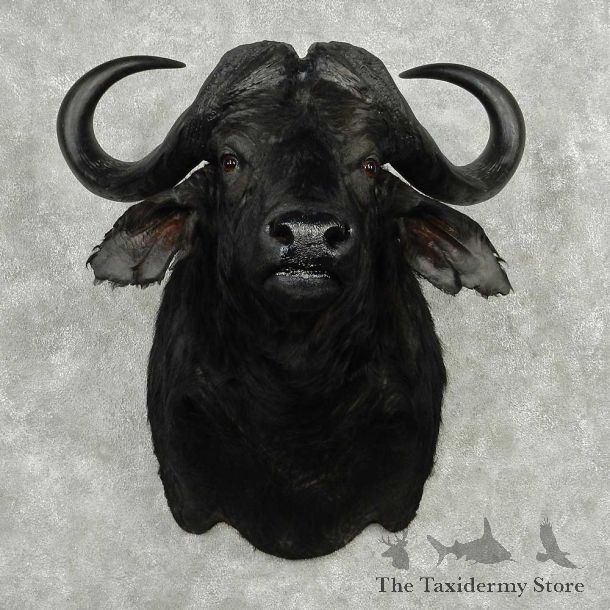 African Cape Buffalo Shoulder Mount #13796 For Sale @ The Taxidermy Store