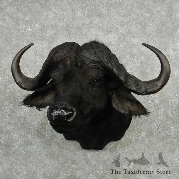 African Cape Buffalo Shoulder Mount #13799 For Sale @ The Taxidermy Store