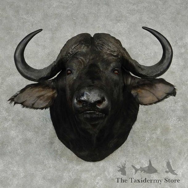 African Cape Buffalo Shoulder Mount #13800 For Sale @ The Taxidermy Store