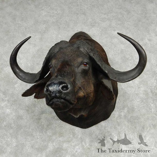 African Cape Buffalo Shoulder Mount #13801 For Sale @ The Taxidermy Store