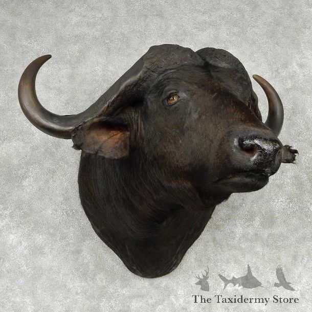 African Cape Buffalo Shoulder Mount #13804 For Sale @ The Taxidermy Store