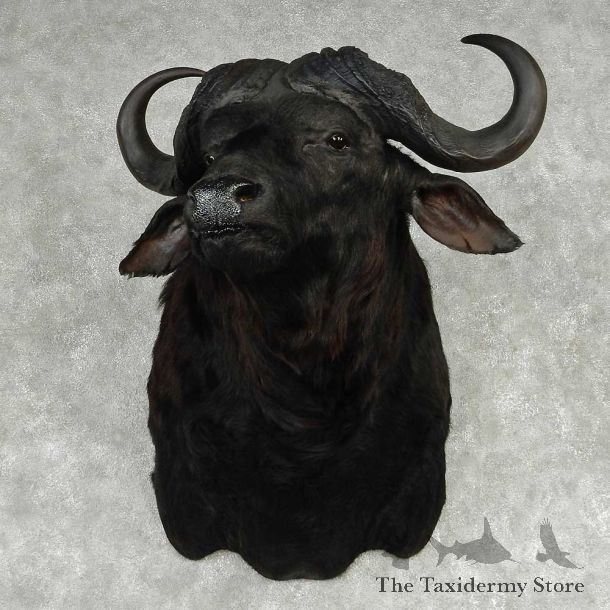 African Cape Buffalo Shoulder Mount #13805 For Sale @ The Taxidermy Store