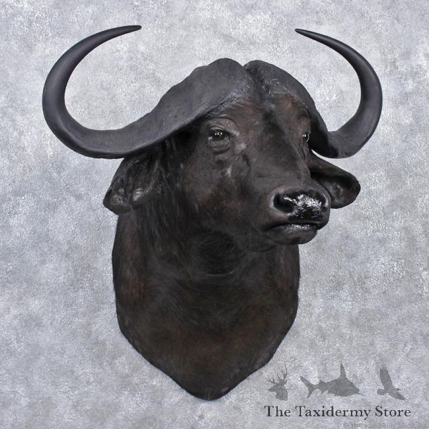 African Cape Buffalo Shoulder Taxidermy Head Mount #12534 For Sale @ The Taxidermy Store