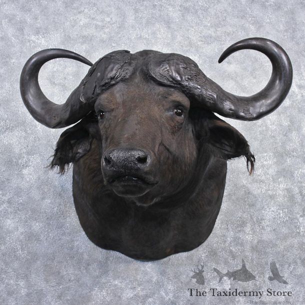 African Cape Buffalo Shoulder Taxidermy Head Mount #12535 For Sale @ The Taxidermy Store
