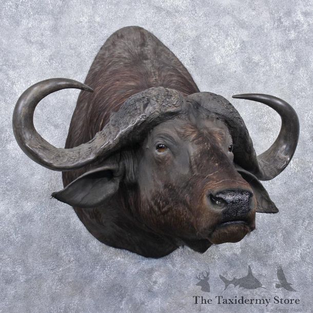African Cape Buffalo Shoulder Taxidermy Head Mount #12536 For Sale @ The Taxidermy Store