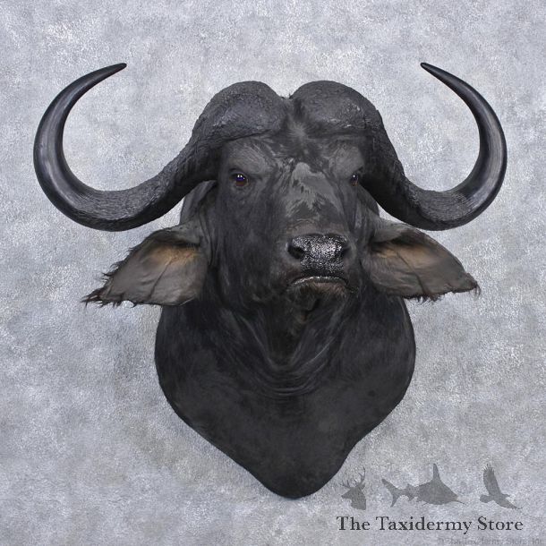 African Cape Buffalo Shoulder Taxidermy Head Mount #12539 For Sale @ The Taxidermy Store