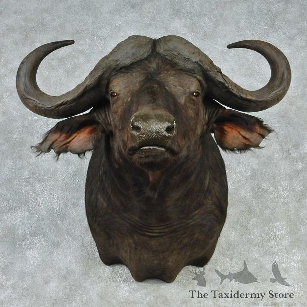 African Cape Buffalo Shoulder Taxidermy Head Mount #12704 For Sale @ The Taxidermy Store