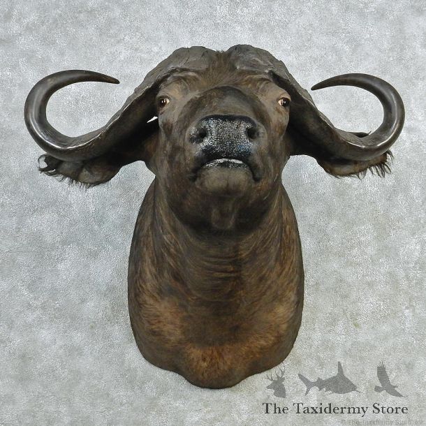 African Cape Buffalo Shoulder Taxidermy Head Mount #12705 For Sale @ The Taxidermy Store