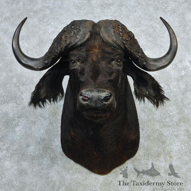 African Cape Buffalo Shoulder Taxidermy Head Mount #12706 For Sale @ The Taxidermy Store