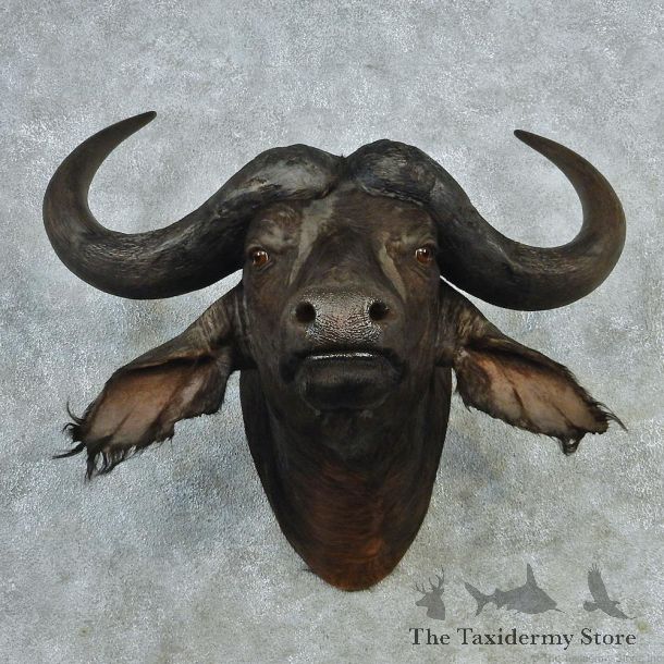 African Cape Buffalo Taxidermy Head Mount #12707 For Sale @ The Taxidermy Store