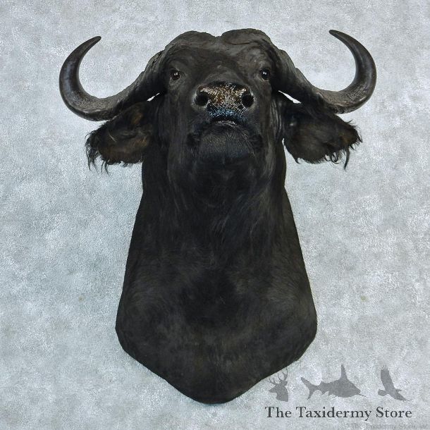 African Cape Buffalo Shoulder Taxidermy Head Mount #12734 For Sale @ The Taxidermy Store
