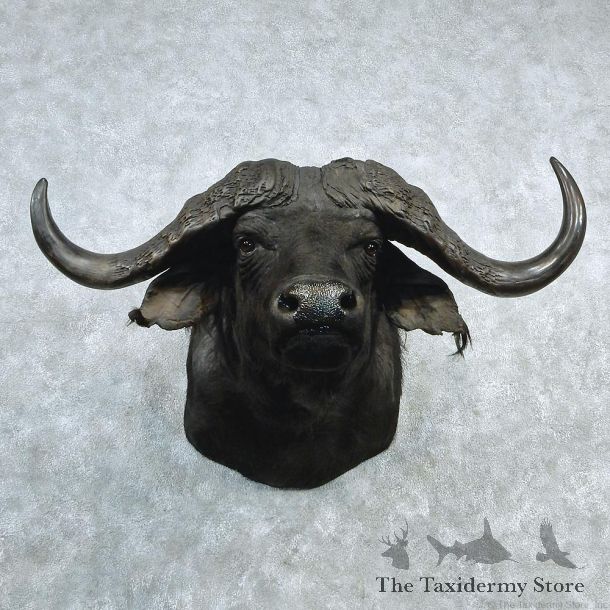 African Cape Buffalo Shoulder Taxidermy Head Mount #12735 For Sale @ The Taxidermy Store