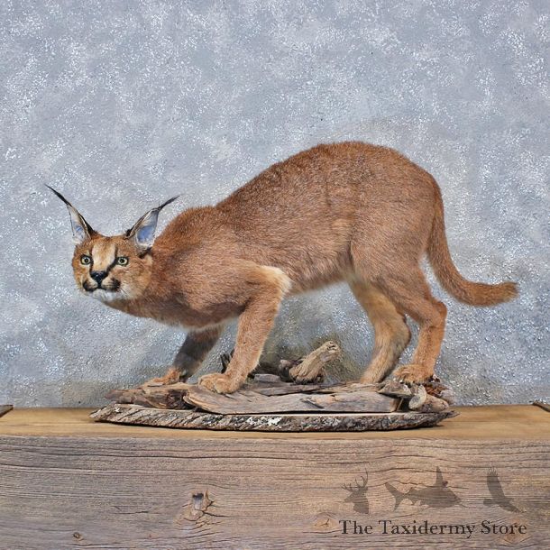 African Caracal Cat Mount #10199 For Sale @ The Taxidermy Store