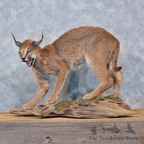 African Caracal Cat Mount #10579 For Sale @ The Taxidermy Store