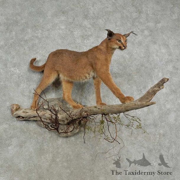 African Caracal Life-Size Mount For Sale #16957 @ The Taxidermy Store