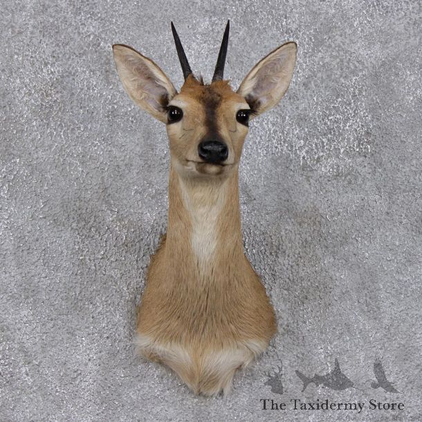 African Grey Duiker Shoulder Taxidermy Head Mount #12486 For Sale @ The Taxidermy Store