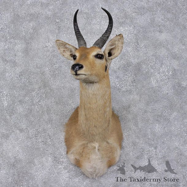 African Common Reedbuck Taxidermy Shoulder Mount #12475 For Sale @ The Taxidermy Store