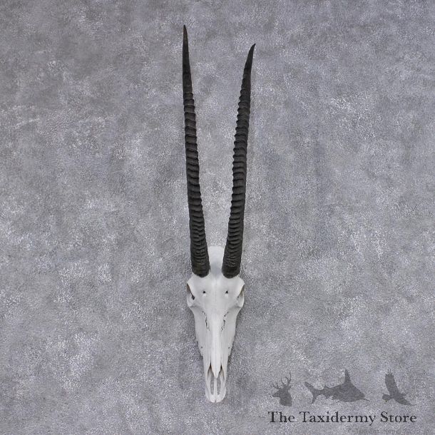 African Sable Skull & Horn Taxidermy European Mount #12450 For Sale @ The Taxidermy Store