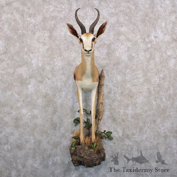  African Springbok Half Life Size Taxidermy Mount #12296 For Sale @ The Taxidermy Store