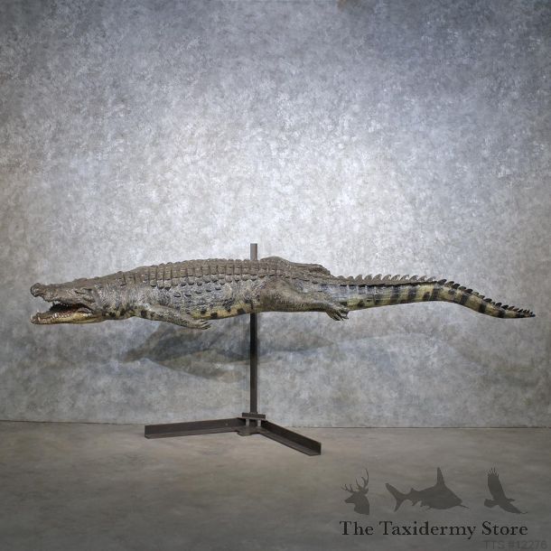 African Nile Crocodile Mount #12276 For Sale @ The Taxidermy Store