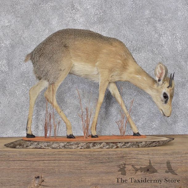 African Dik-dik Life Size Taxidermy Mount #12400 For Sale @ The Taxidermy Store