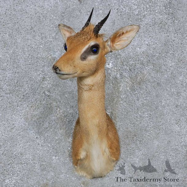 African Dik Dik Shoulder Mount For Sale #14574 @ The Taxidermy Store
