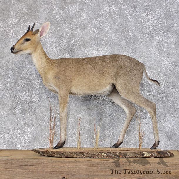 African Grey Duiker Life Size Taxidermy Mount #12403 For Sale @ The Taxidermy Store