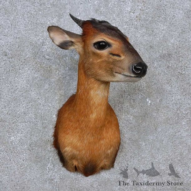 Harvey Red Duiker Shoulder Mount For Sale #15258 @ The Taxidermy Store