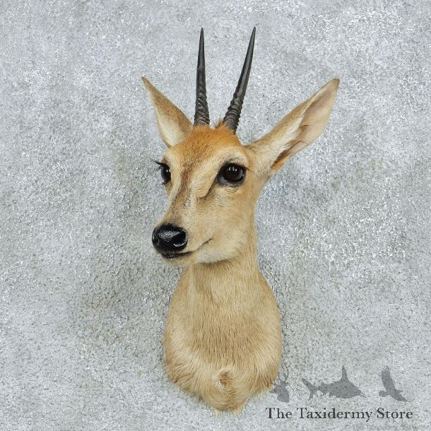 African Grey Duiker Shoulder Taxidermy Mount #13080 For Sale @ The Taxidermy Store