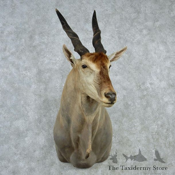 African Eland Shoulder Taxidermy Mount M1 #12820 For-Sale @ The Taxidermy Store