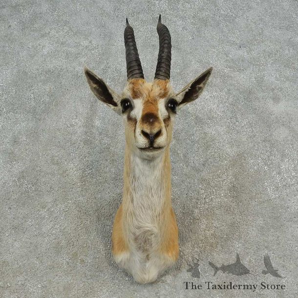 Thomson’s Gazelle Shoulder Mount For Sale #16647 @ The Taxidermy Store