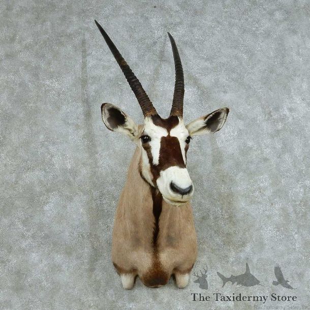 African Gemsbok Shoulder Mount #13705 For Sale @ The Taxidermy Store
