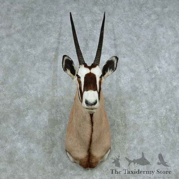 African Gemsbok Shoulder Mount #13706 For Sale @ The Taxidermy Store