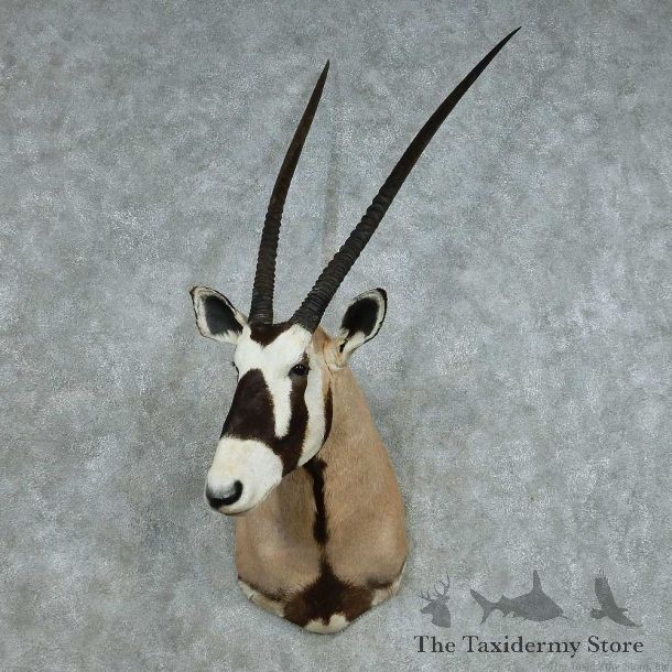 African Gemsbok Shoulder Mount #13707 For Sale @ The Taxidermy Store