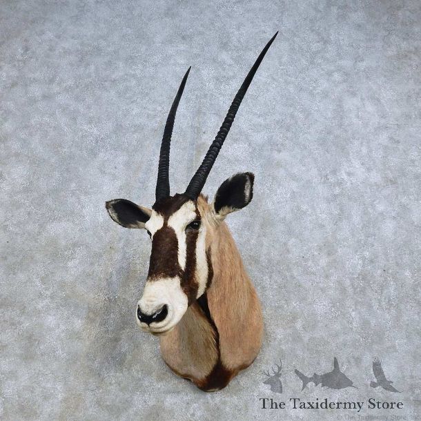 African Gemsbok Shoulder Mount For Sale #14592 @ The Taxidermy Store