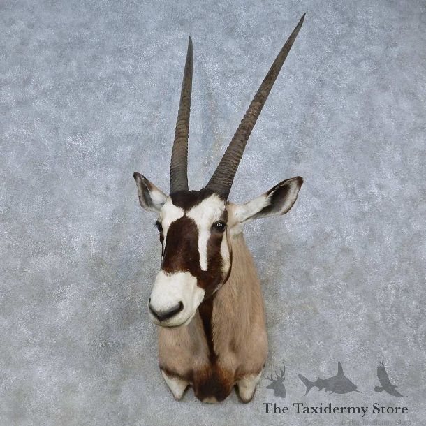 African Gemsbok Shoulder Mount For Sale #15059 @ The Taxidermy Store