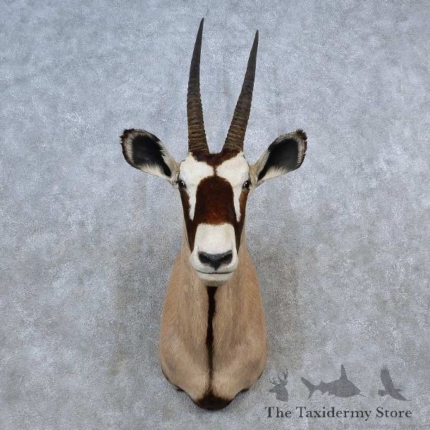 African Gemsbok Shoulder Mount For Sale #15582 @ The Taxidermy Store
