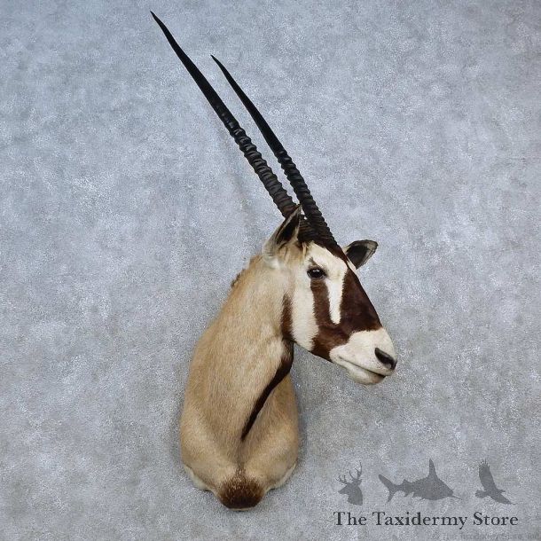 African Gemsbok Shoulder Mount For Sale #15583 @ The Taxidermy Store