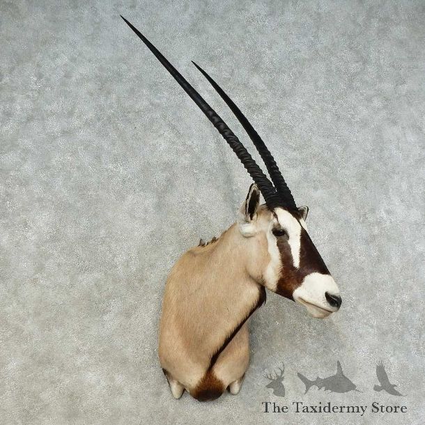 African Gemsbok Shoulder Mount For Sale #16219 @ The Taxidermy Store