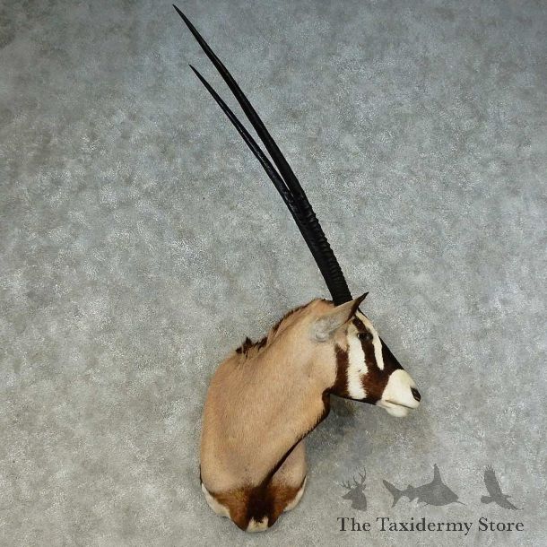 African Gemsbok Shoulder Mount For Sale #16224 @ The Taxidermy Store