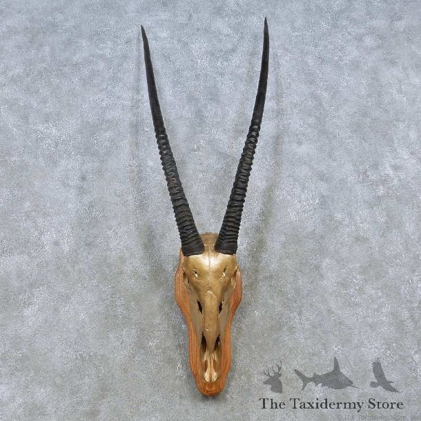 African Gemsbok Skull European Mount For Sale #15157 @ The Taxidermy Store