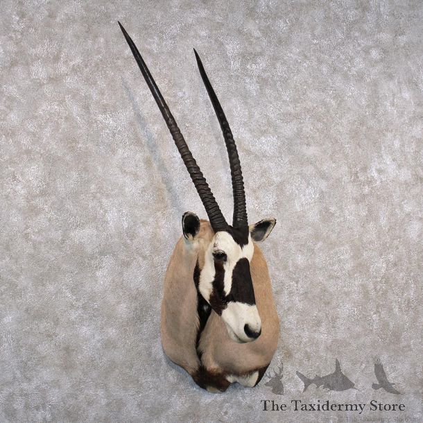 African Gemsbok Shoulder Taxidermy Mount #12282 For Sale @ The Taxidermy Store