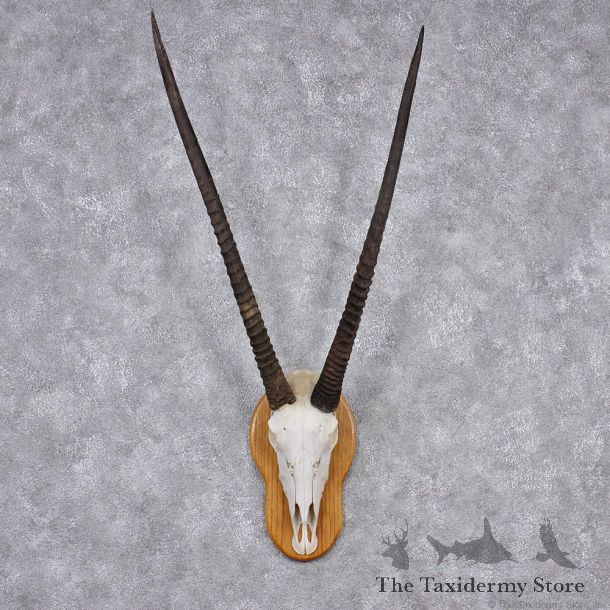 African Gemsbok European Skull Taxidermy Mount #12555 For Sale @ The Taxidermy Store